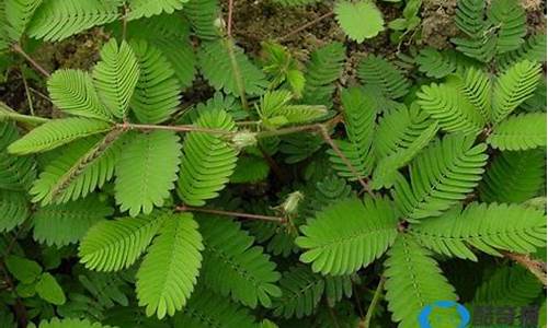 预报天气的植物_预报天气的植物有哪些?它